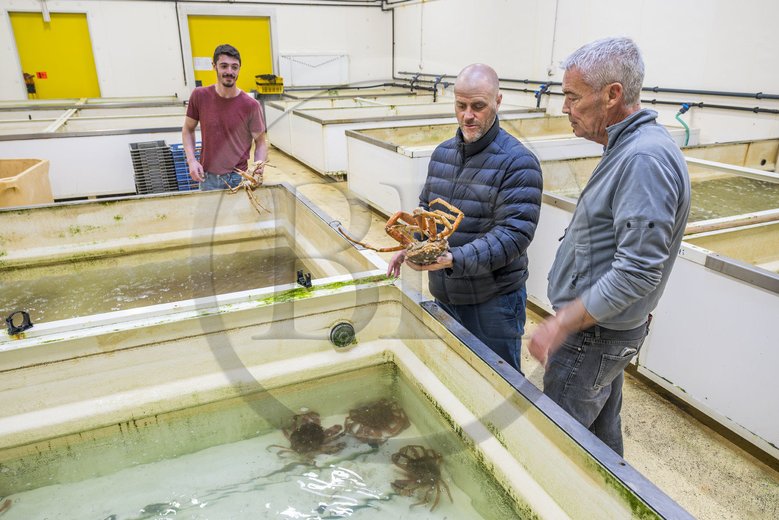France, Charente-Maritime (17), La Rochelle, Port de pêche de Chef de Baie, la halle à marée (criée) qui accueille aussi les entreprises de mareyage, le chef étoilé Christopher Coutanceau tenant une araignée de mer fait son marché chez le mareyeur Stephane Boutin
