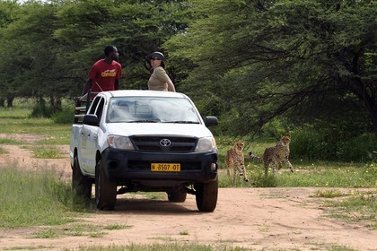 Namibia, Otjiwarongo, Cheetah Conservation Fund, research and education centre, cheetahs (Acinonyx jubatus), feeding from a moving pick-up, the purpose of the exercise is to keep them in shape