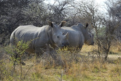 Zimbabwe, province de Matabeleland méridional, Matobo ou Matopos Hills National Park, classé Patrimoine Mondial de l'UNESCO, rhinocéros blanc (Ceratotherium simum), jeune adulte d'environ 7 ans