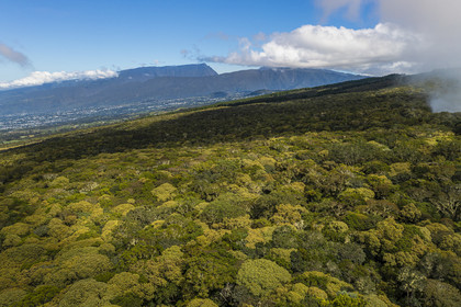 France, Ile de la Reunion, Parc National de la Réunion classé Patrimoine Mondial de l'UNESCO, volcan du Piton de la Fournaise, Foret des Hauts de Mont-Vert en bordure de la vallée de la Rivière des Remparts, en arrière plan le Grand Bénare à gauche et le Dimitile à droite (vue aérienne)