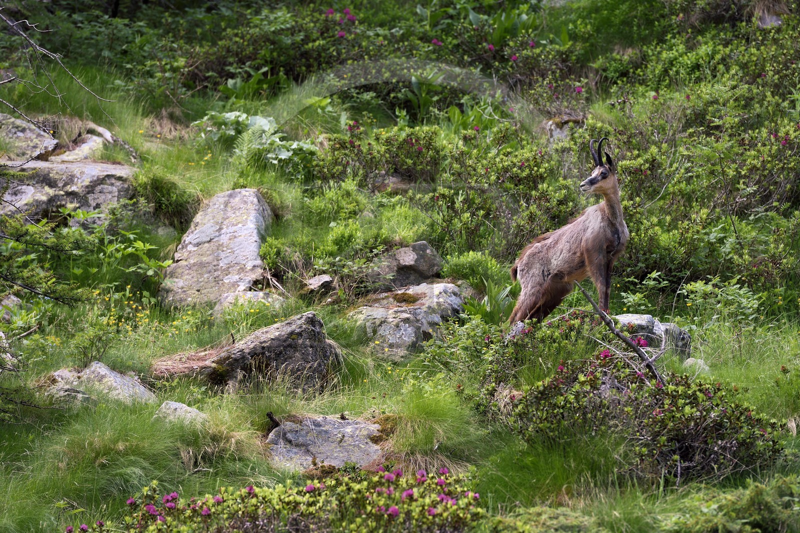 France, Alpes-Maritimes (06), parc national du Mercantour, vallée de la Valmasque, chamois (Rupicapra rupicapra)