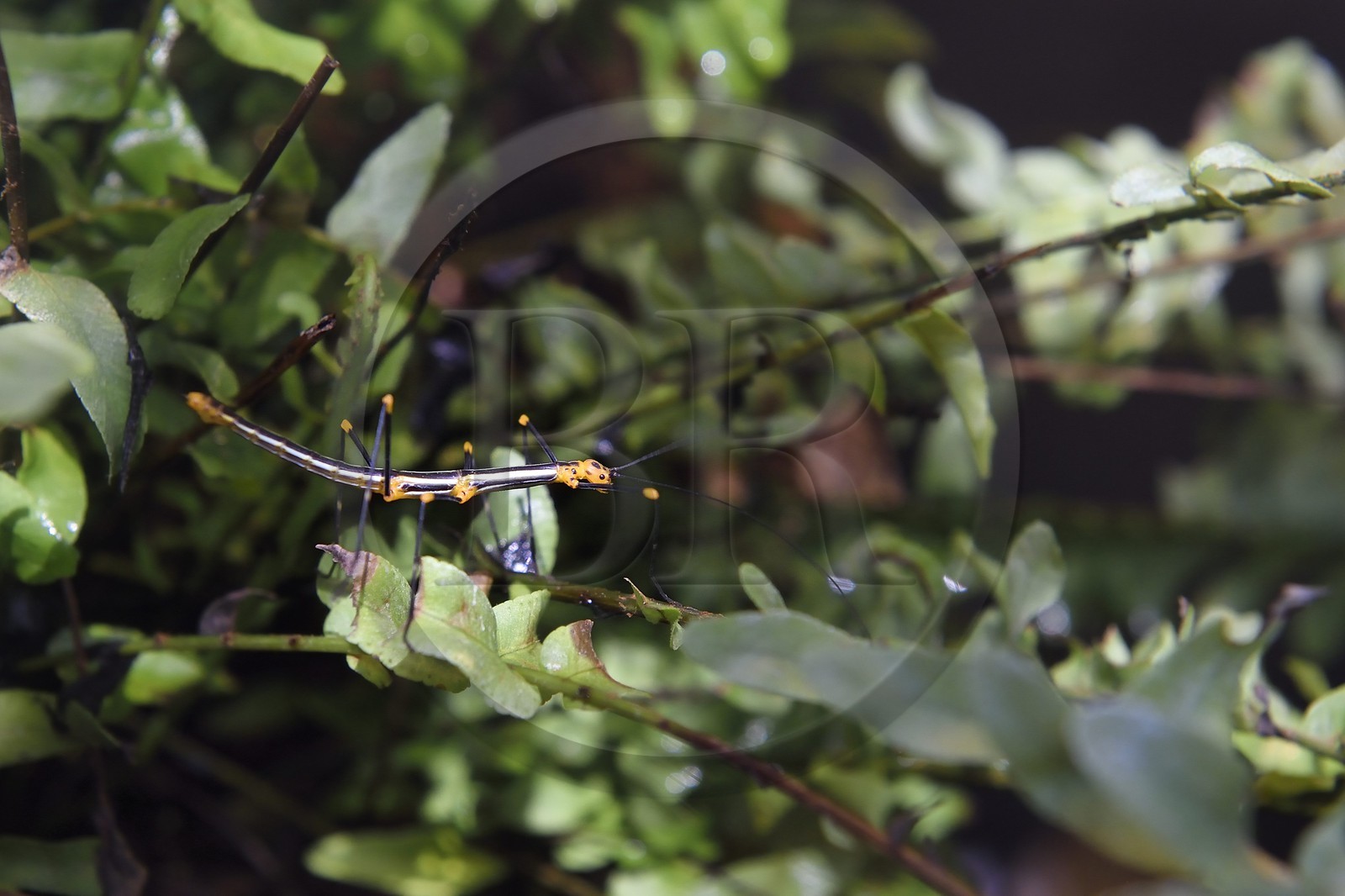 France, Paris (75), Le Parc zoologique de Paris (Zoo de Vincennes), Phasme du Pérou (Oreophoetes peruana) dans la biozone Guyane sous la Grande Serre