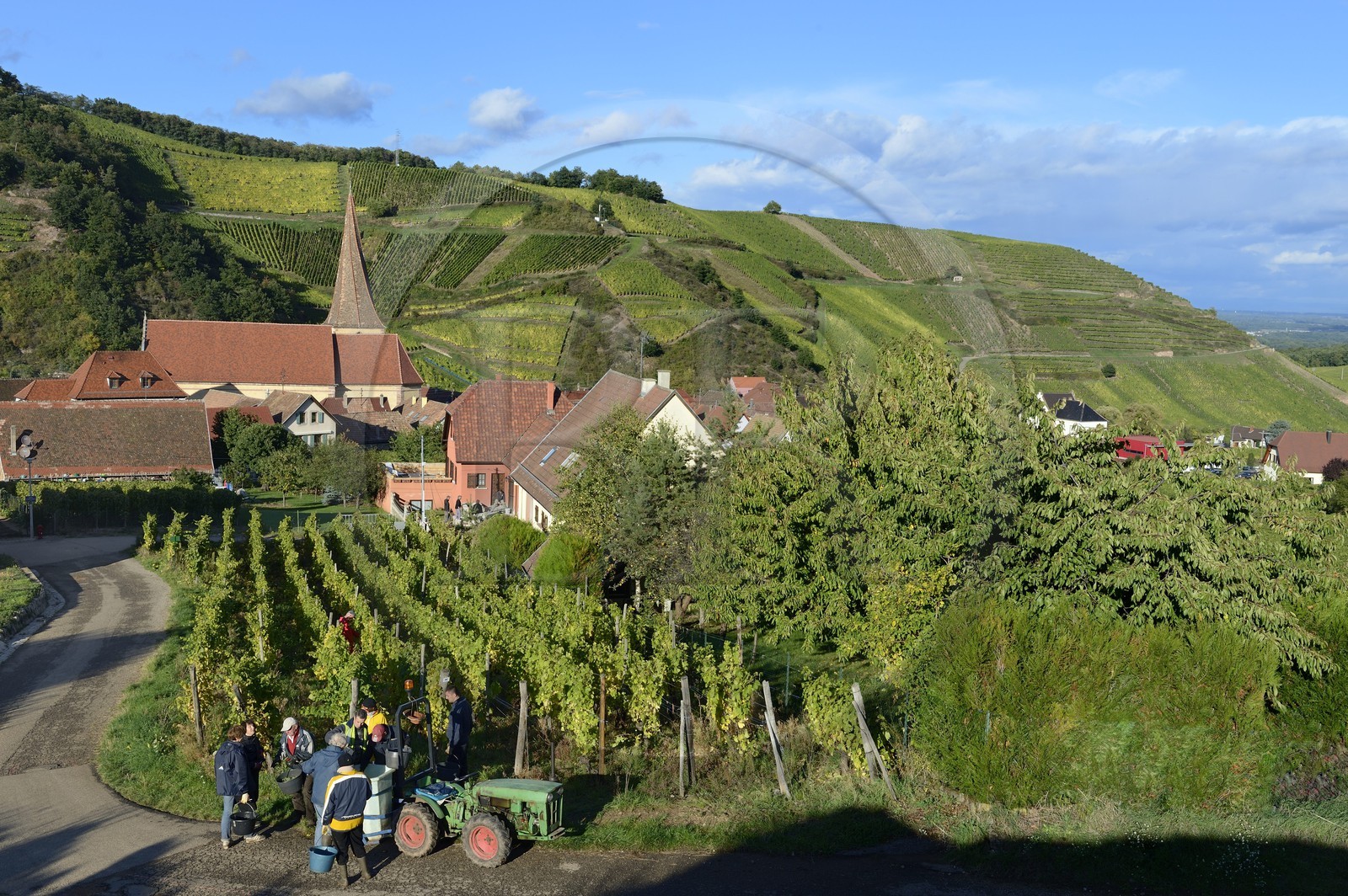 France, Haut Rhin, the Alsace Wine Route, Niedermorschwihr, the village in the vineyard and its church with a twisted steeple, grape harvesting