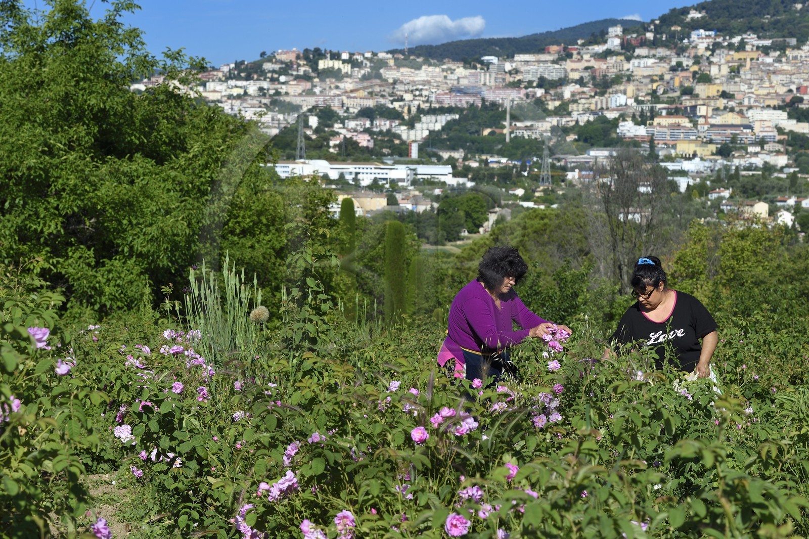 France, Alpes-Maritimes (06), Grasse, cueillette dans le champ de rose Centifolia de l'horticulteur Constant Viale par la gitane Nini Lafleur (en gilet violet) qui était la femme de Alain Delon dans le film Le Gitan