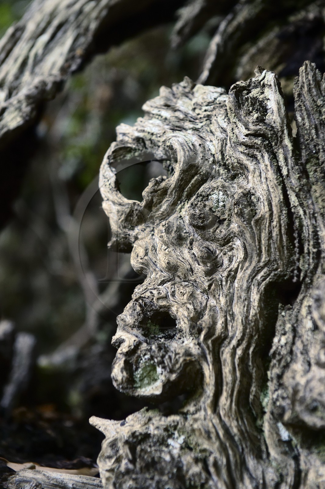 France, Haute-Corse (2B), Castagniccia, village de Carcheto, le célèbre chataigner qui est le personnage principale du livre Le berger des morts, Mal'Concilio, de l'écrivain Jean-Claude Rogliano