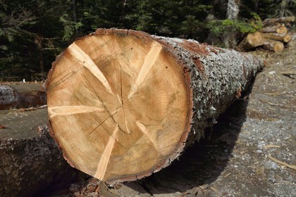 France, Hautes Pyrenees, Saint Lary Soulan, Rioumajou valley, log storage