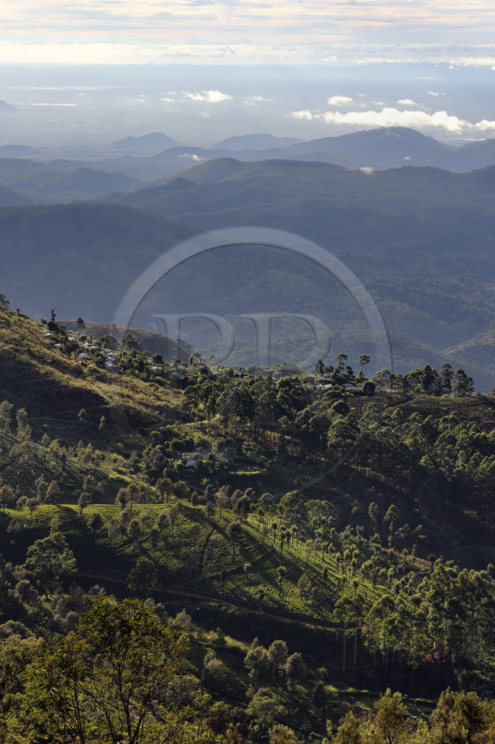 Sri Lanka, Province d'Uva, Haputale, plantation de thé et maisons des ouvriers de ces plantations sur les collinnes au sud