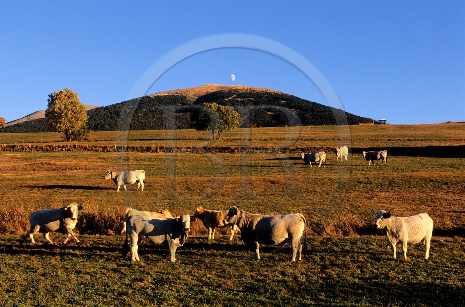 France, Pyrenees Atlantiques, Cattle in the High Plateau of Cerdagne