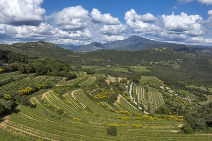 France, Vaucluse (84), Dentelles de Montmirail, le vignoble en restanques autour du village de Suzette, le Mont Ventoux en arrière plan (vue aérienne) (vue aérienne)