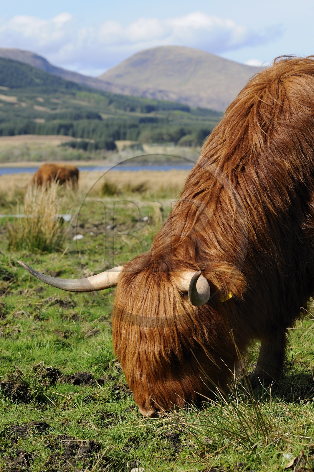 Royaume-Uni, Ecosse, région des Highlands, Highland cow  au Loch Eil vers Fort William
