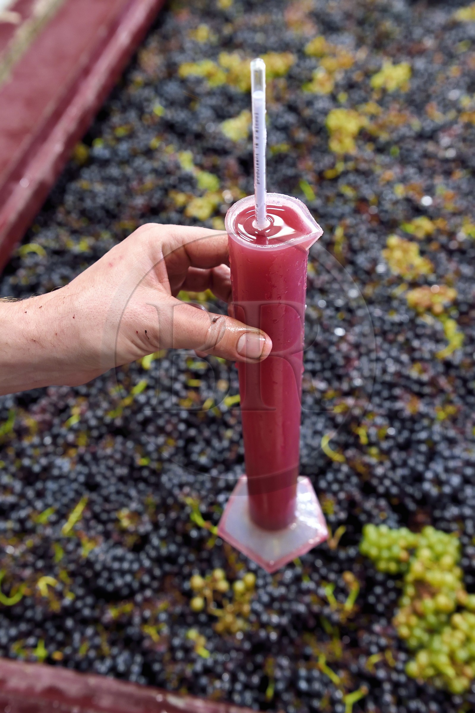 France, Haut-Rhin (68), Route des vins d'Alsace, Bergheim, Domaine viticole Marcel Deiss, fermentation du raisin dans une grande cuve, mustimètre, densimètre utilisé par les viticulteurs pour évaluer le taux d'alcool probable de leur vin