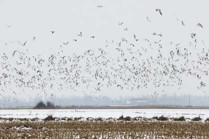 France, Ille-et-Vilaine (35), le polder du Mont-Saint-Michel, mouettes et canards