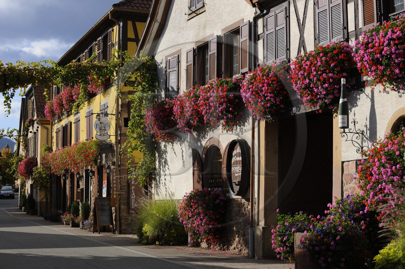 France, Bas-Rhin (67), Itterswiller, producteur de vins