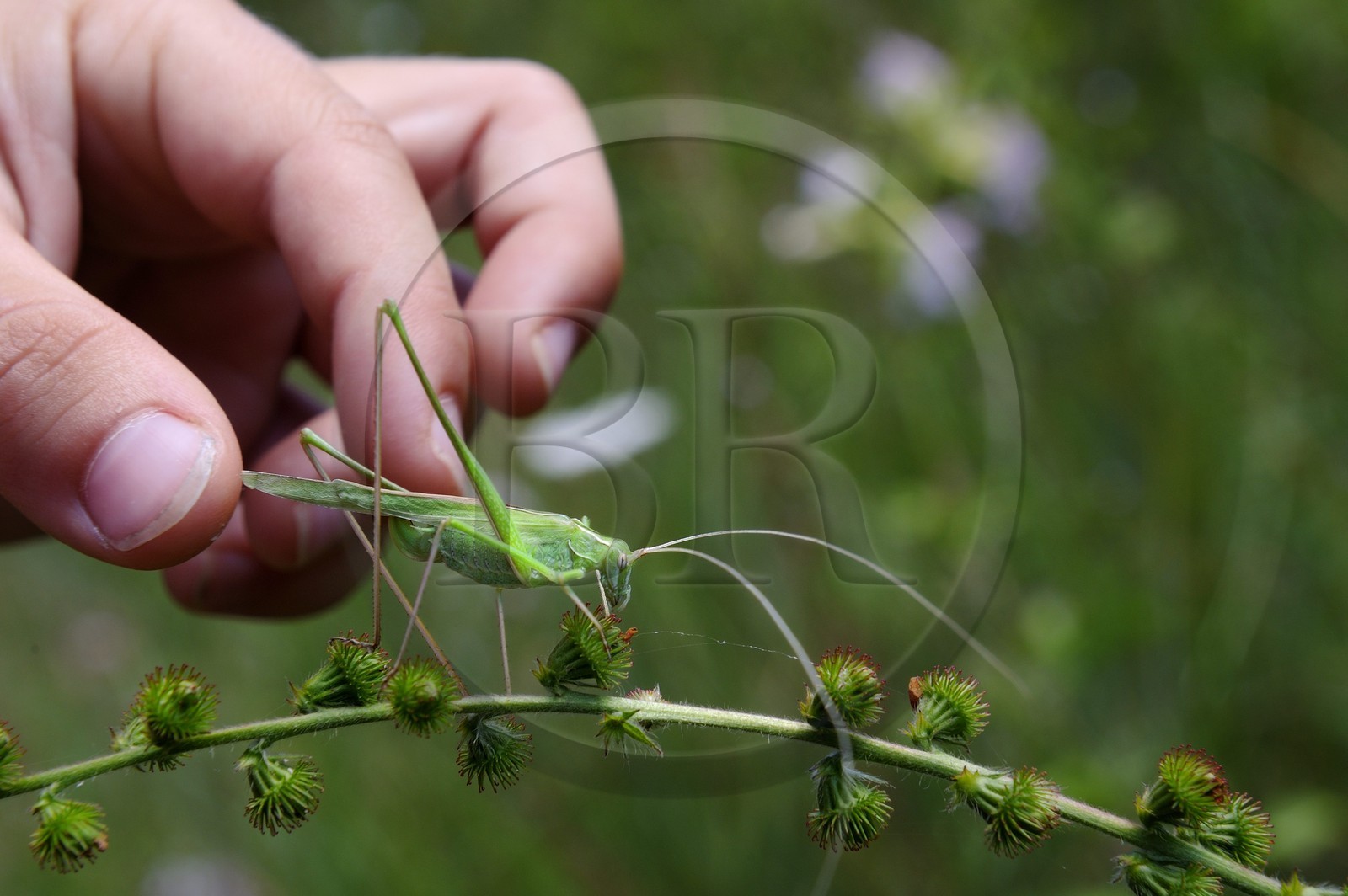 France, Var (83), Provence Verte, Tourves, Gorges du Caramy, orthoptère, Sauterelle verte (Tettigonia viridissima)