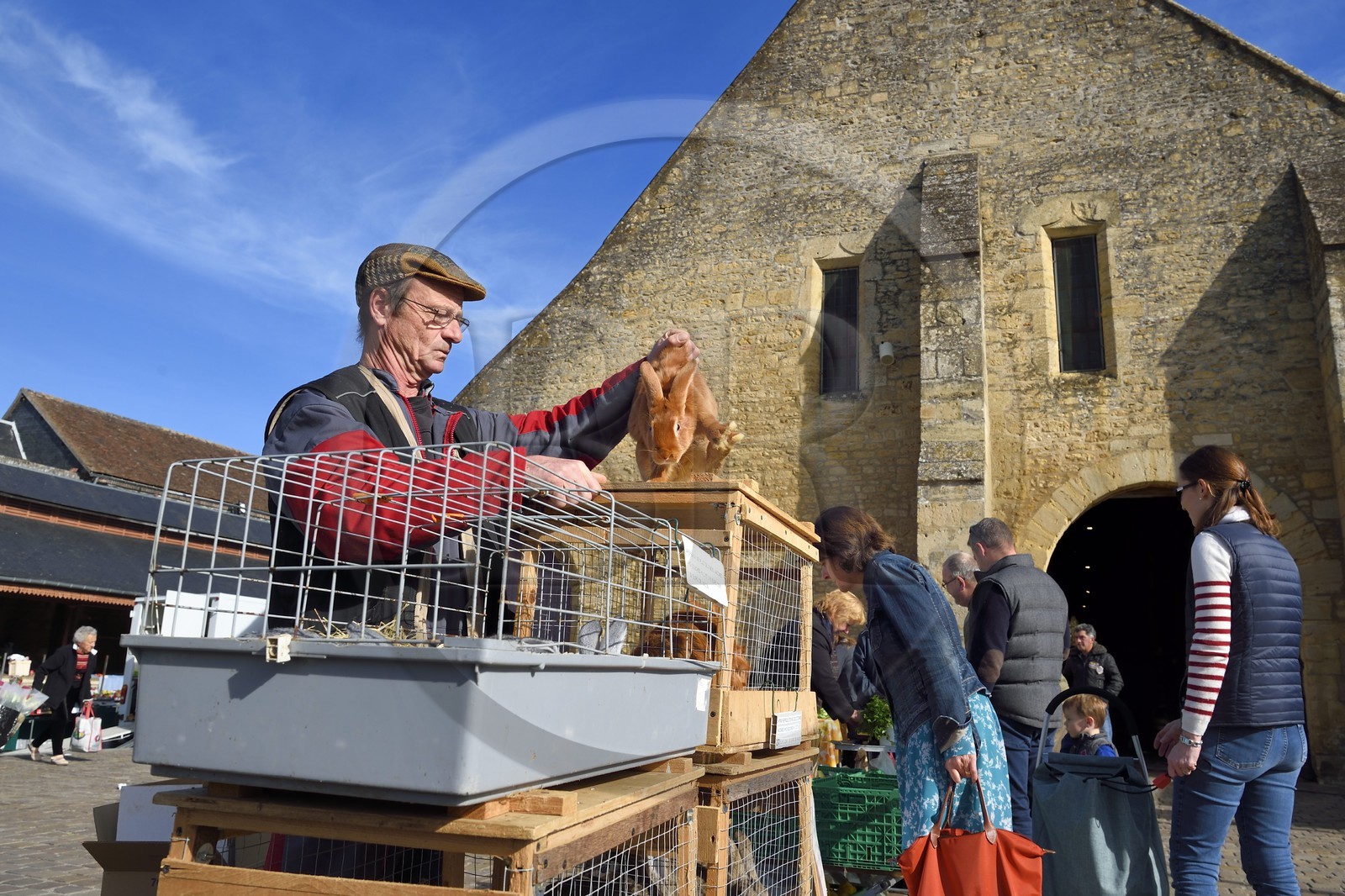 France, Calvados (14), Pays d'Auge, Saint-Pierre-sur-Dives, jour de marché devant les halles du XIe siècle reconstruites au XVe siècle, l'éleveur Pierre-Alain vends ses lapins vivants