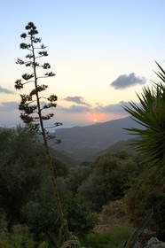 France, Corse-du-Sud (2A), région de Sartène, Fozzano, agave au coucher de soleil
