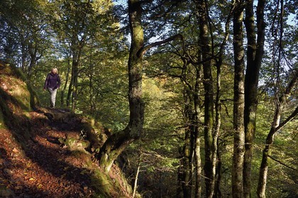 France, Vosges (88), Parc naturel régional des ballons des Vosges, Saint-Maurice-sur-Moselle, randonneur marchant vers le Col des Perches non loin de Gazon Rouge