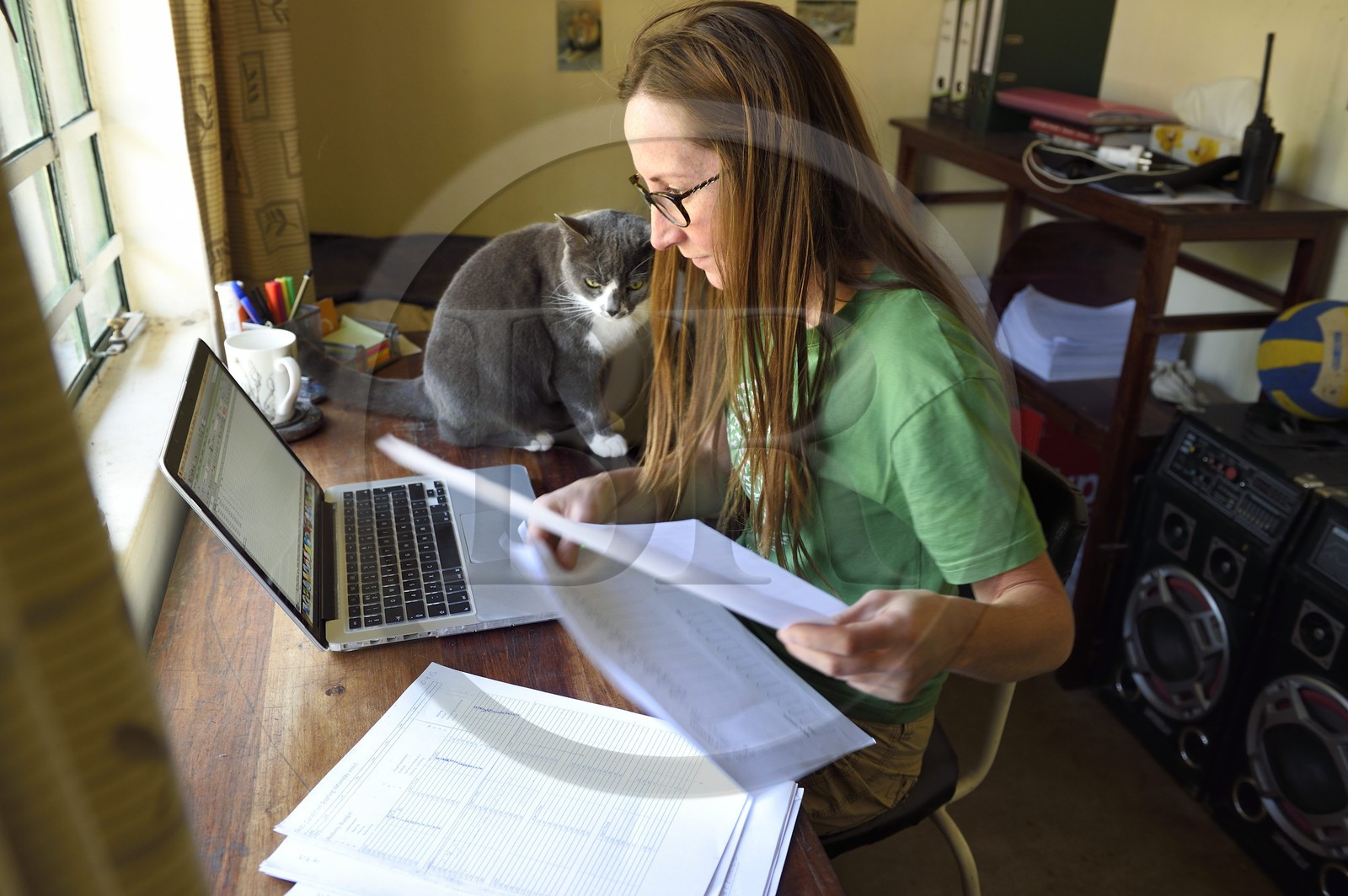 Zimbabwe, province des Midlands, Gweru, Antelope Park qui abrite ALERT (African Lion and Environmental Research Trust), Yvonne Gordon est une permanente du projet en charge de l'observation du comportement des lions qui seront relachés en clan dans un parc national