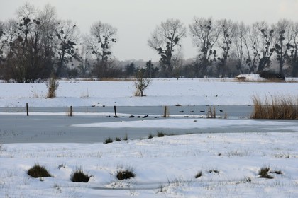 France, Manche (50), Cotentin, marais du Grand Vey en hiver sous la neige