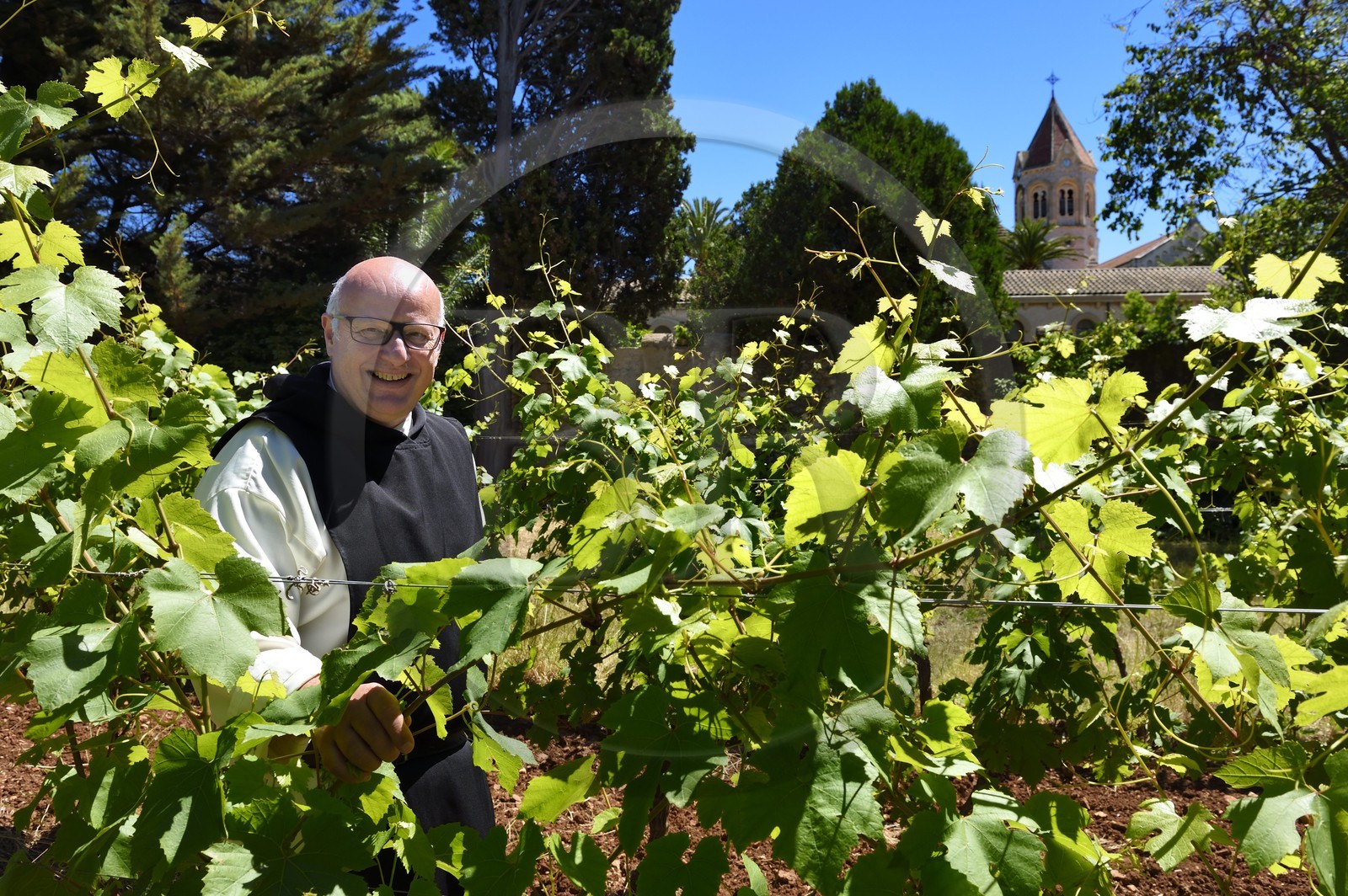 France, Alpes-Maritimes (06), Cannes, Iles de Lérins, Ile de Saint-Honorat, le frère Marie-Paques dans les vignes de l'Abbaye de Lérins, l'église abbatiale en arrière plan