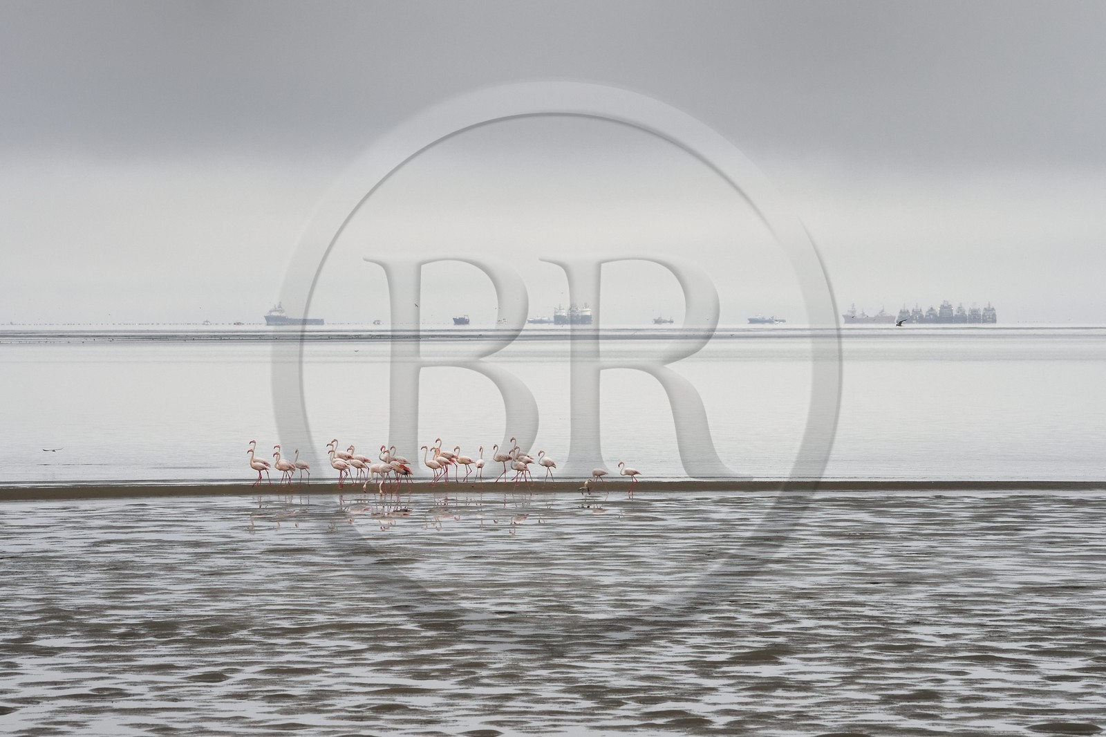 Namibie, région de Erongo, Walvis Bay, flamant nain (Phoeniconaias minor) et bateaux en arrière plan
