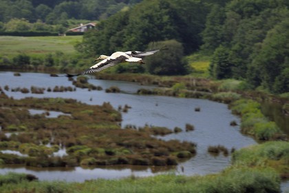 Espagne, Pays basque espagnol, Biscaye, région de Gernika-Lumo, Réserve de biosphère d'Urdaibai, Urdaibai Bird Center, vol d'une cigogne blanche (Ciconia ciconia) au dessus du marais