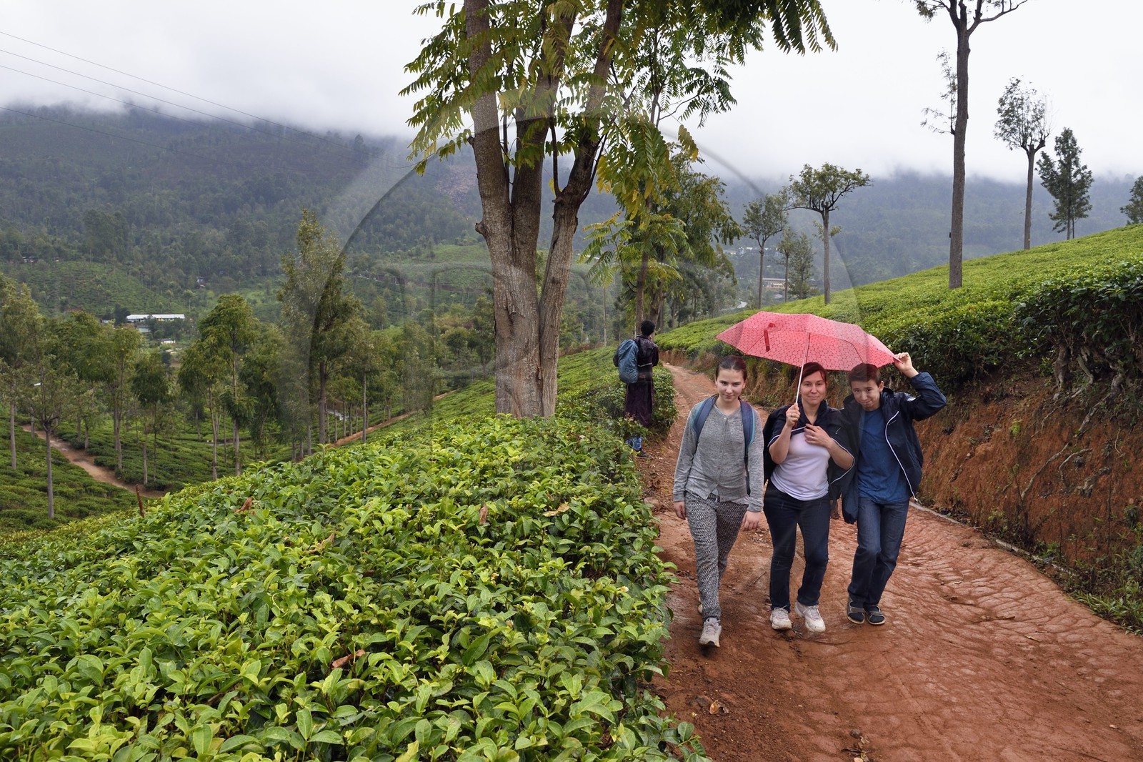 Sri Lanka, Province d'Uva, Bandarawela, promenade dans une plantation de thé