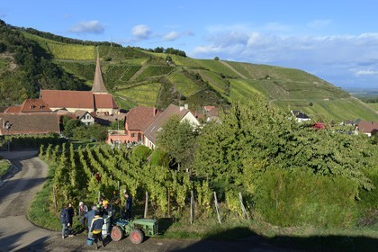 France, Haut-Rhin (68), Route des Vins d'Alsace, Niedermorschwihr, le village entouré par le vignoble et son église à clocher tors, vendanges