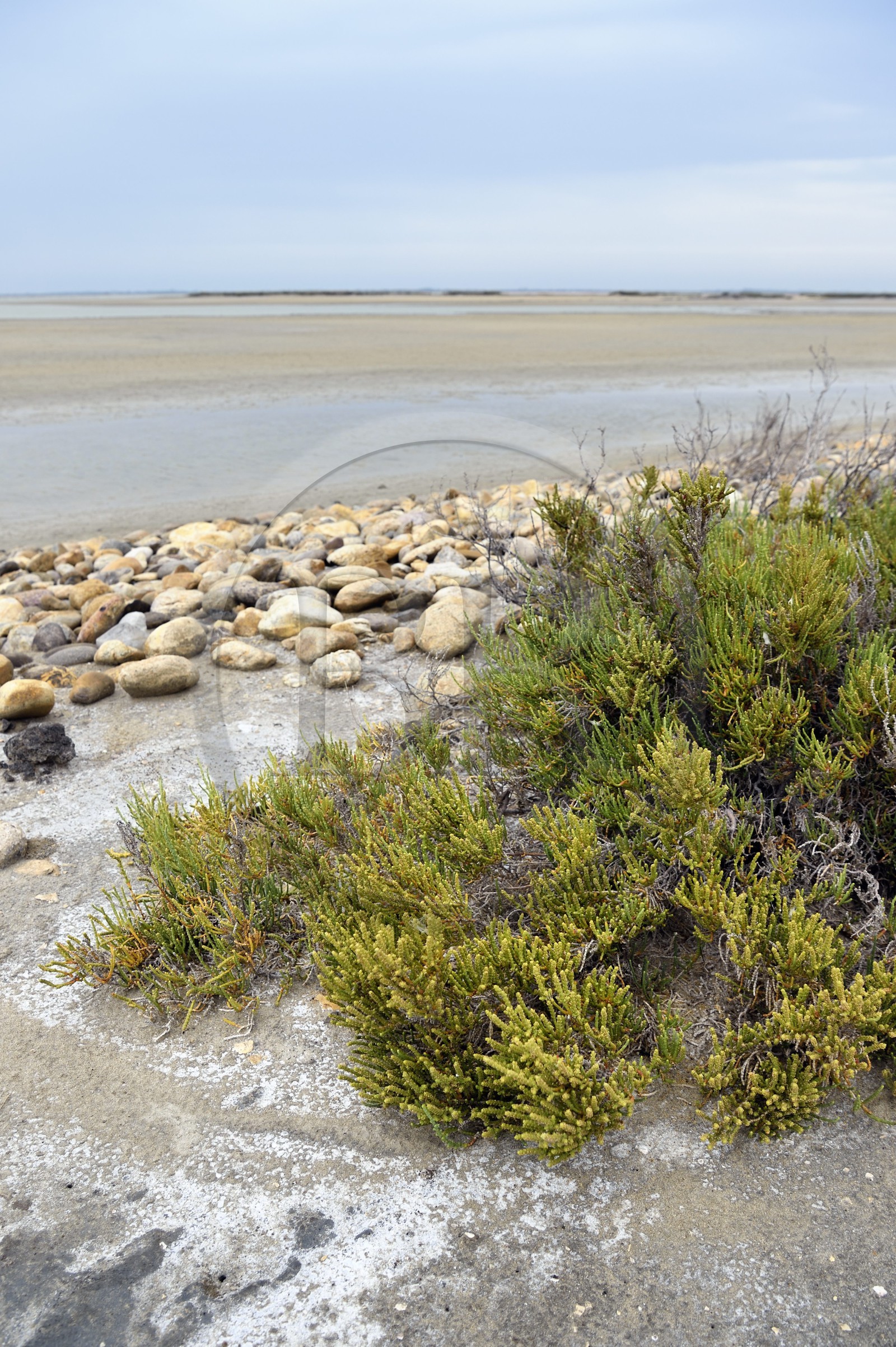 France, Bouches du Rhone, Parc naturel regional de Camargue (Regional Natural Park of Camargue), Tampan pond and Vieux Rhone, Sarcocornia perennis