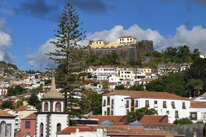 Portugal, Ile de Madère, Funchal, Fort de Saint-Jean avec un arbre  Araucaria ou Pin de Norfolk (Araucaria heterophylla ou excelsa)