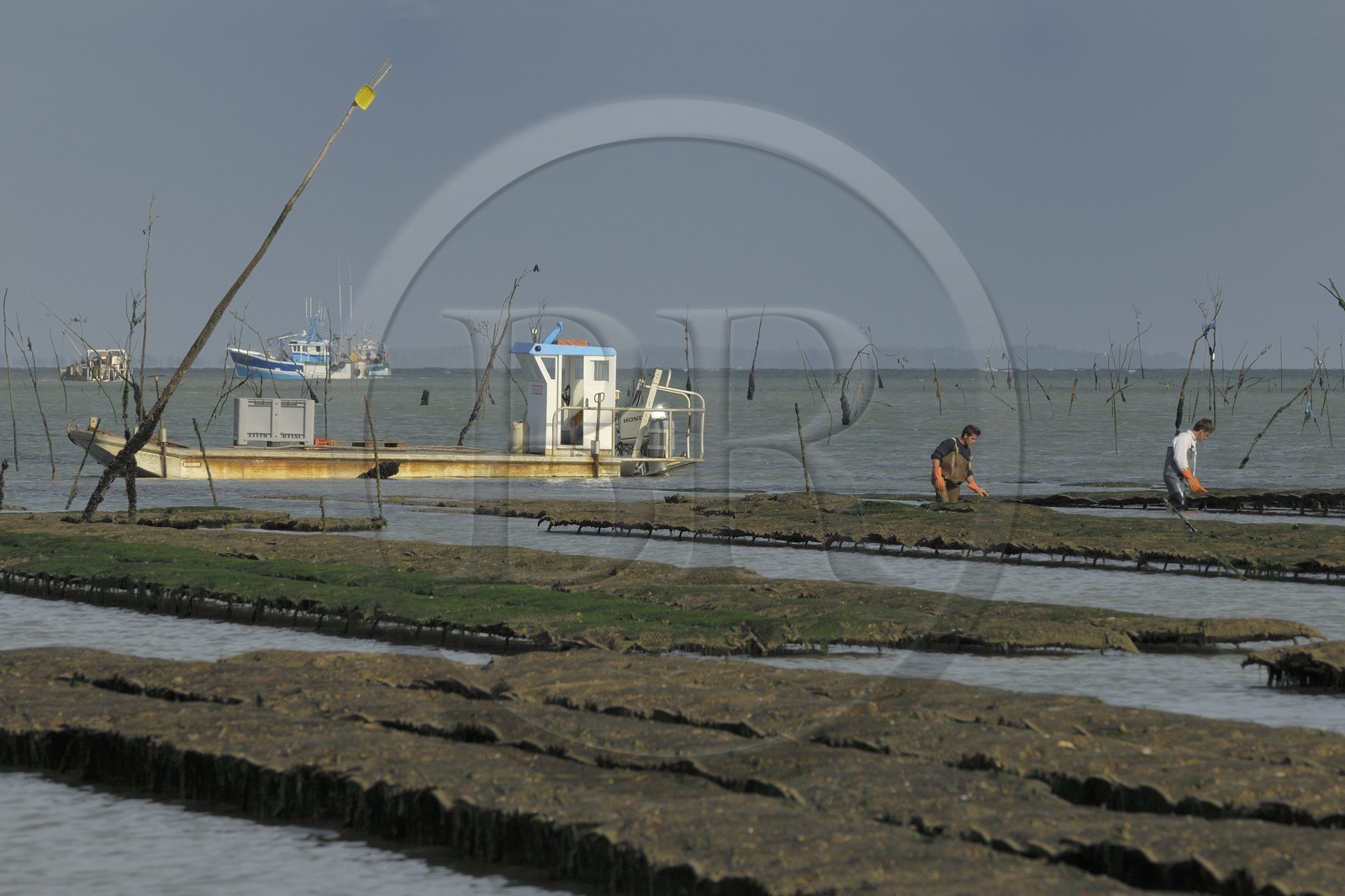 France, Charente-Maritime (17), le bassin Marrennes-Oléron au large de l'Ile d'Oléron, chaland dans les parcs à huîtres