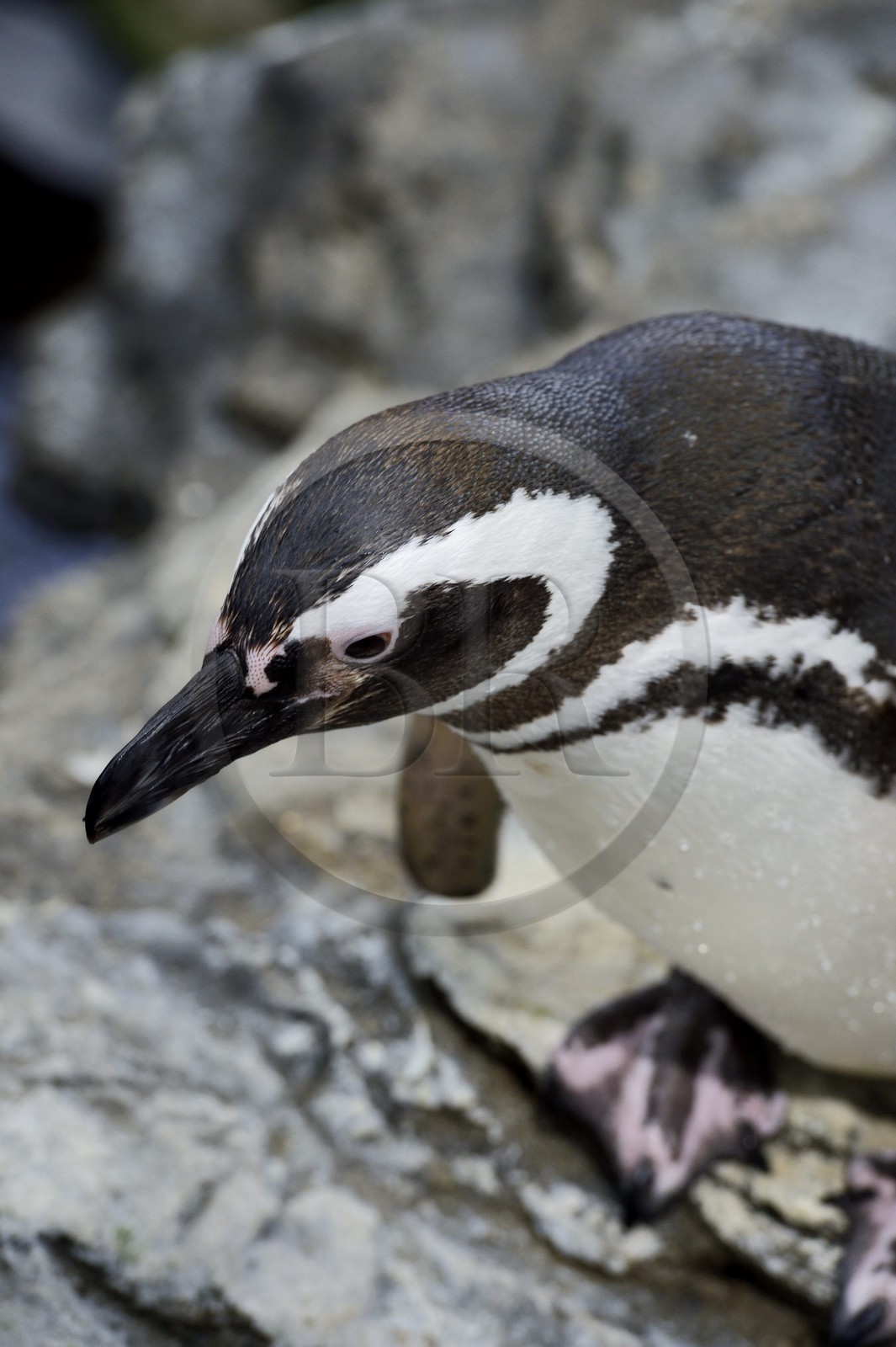 Portugal, Lisbonne, Parque das Nações (Parc des nations) construit pour l'exposition universelle de 1998, Oceanário (Oceanarium),  Manchot de Magellan (Spheniscus magellanicus)