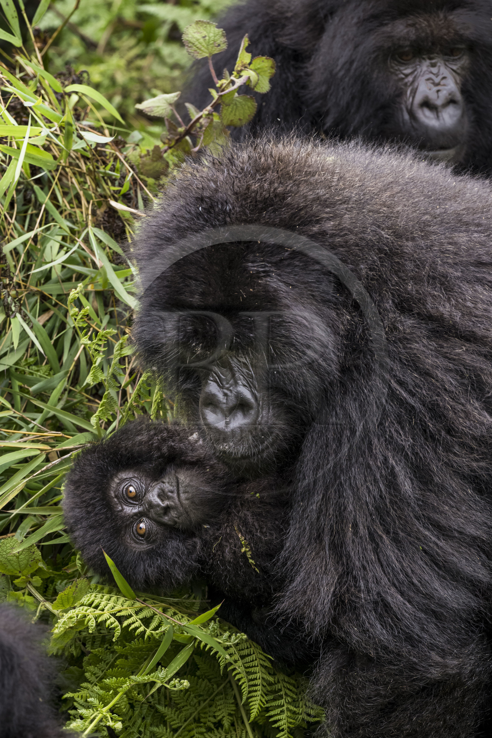 Rwanda, North Province, Volcanoes National Park in the chain of the Virunga Mountains, Mount Karisimbi, mountain gorillas (Gorilla beringei beringei) of the Susa group, mother with her infant