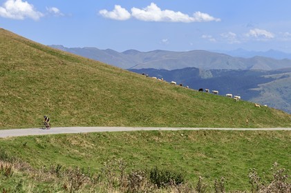 France, Hautes-Pyrénées (65), Saint-Lary-Soulan, cycliste sur la route qui monte au col de Portet, étape du tour de France