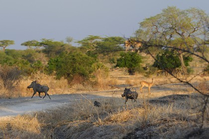Tanzanie, Reserve de gibier de Selous une des plus grandes zones protégées au monde et inscrite sur la liste du patrimoine mondial de l’Unesco depuis 1982, phacochère (Phaecochoerus aethiopicus)