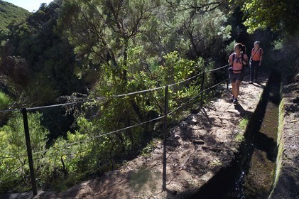 Portugal, Madeira Island, hike by the levada do Alecrim in the forest of Rabaçal, the laurisilva, the only vestige of the primary forest that covered southern Europe millions of years ago