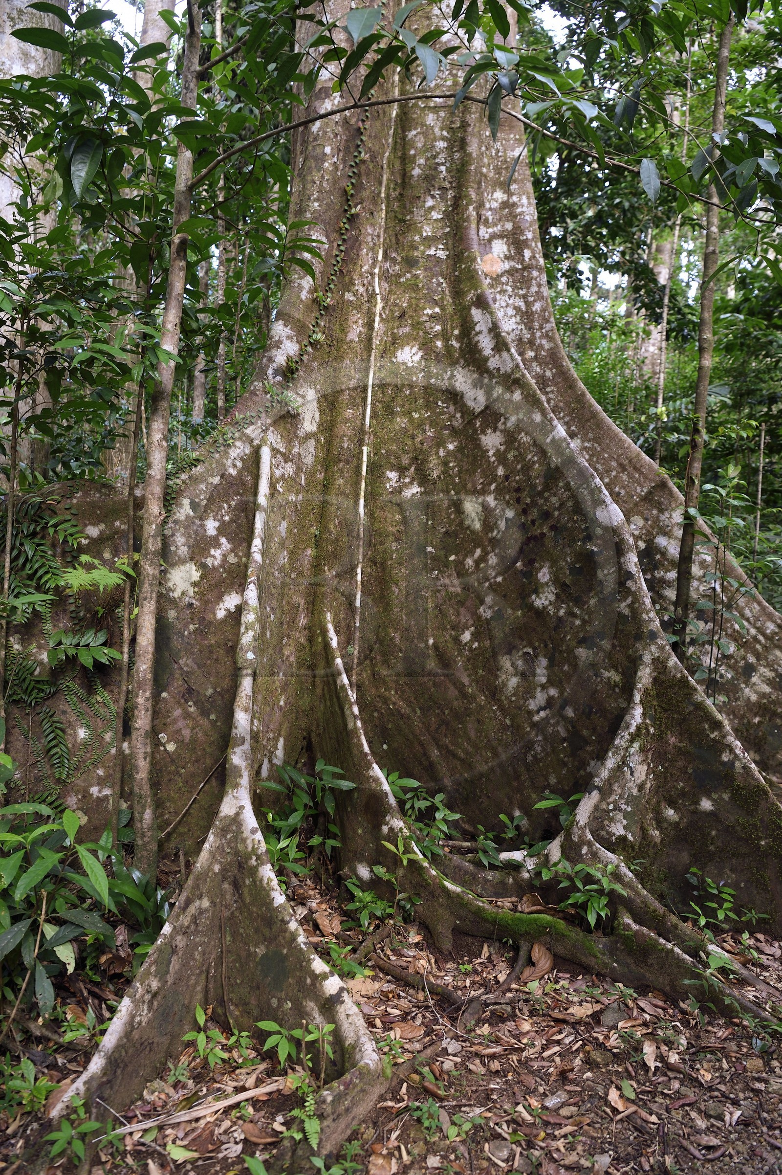 Caribbean, Dominica Island, Morne Diablotin National Park, acomat boucan (sloanea caribaea)