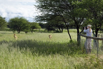 Namibie, Otjiwarongo, Cheetah Conservation Fund, centre de recherche et d'éducation, observation des guépards (Acinonyx jubatus) depuis un enclos