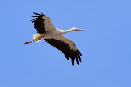 France, Haut-Rhin (68), Eguisheim, cigogne