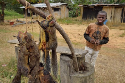 Gabon, Province de Moyen-Ogooué, Bifoun, vente d'écureuils à manger