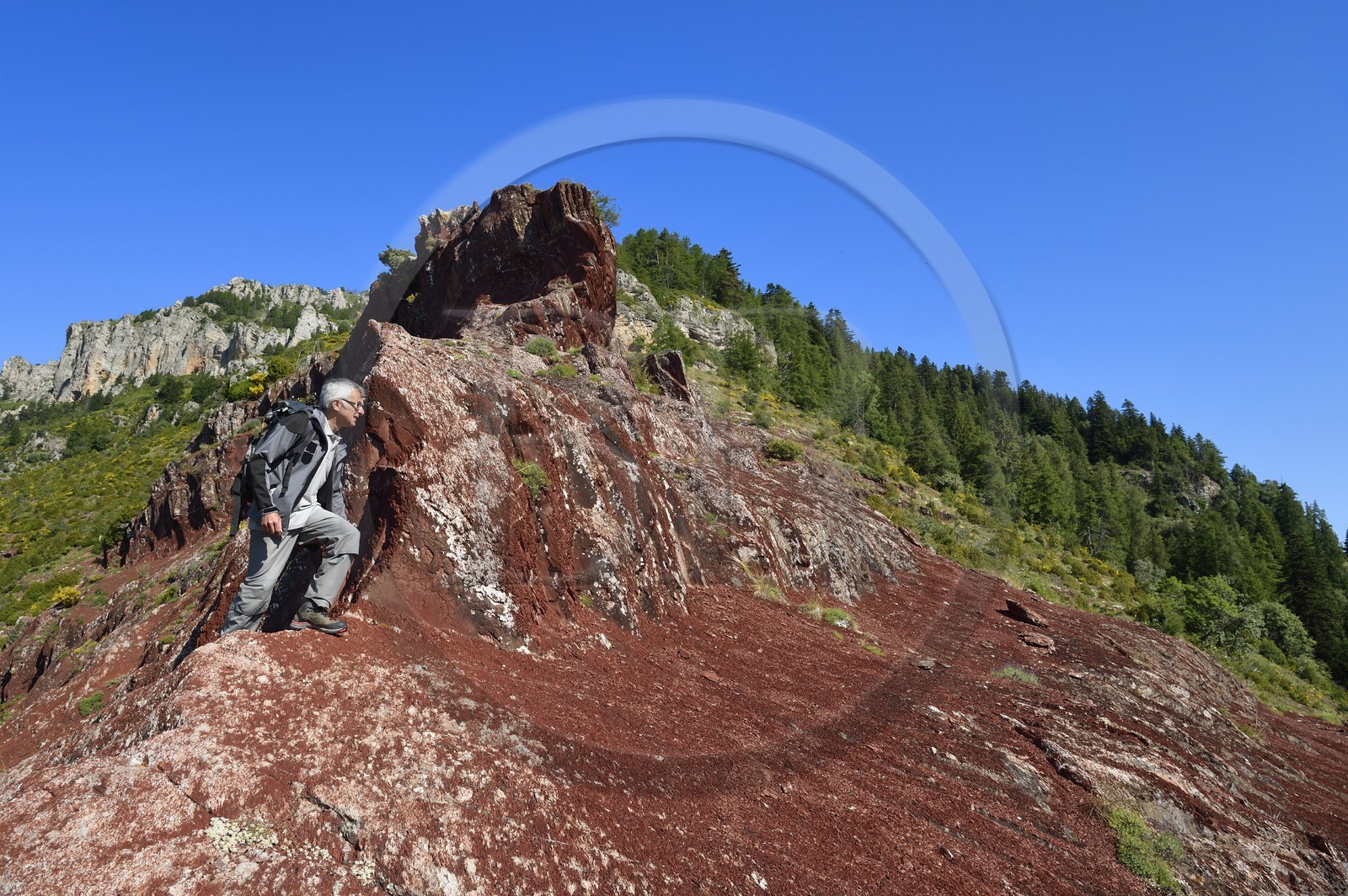 France, Alpes-Maritimes (06), Massif du Mercantour, site natura 2000, L'Ilion, sur les hauteurs des Gorges du Cians aux sols de pélite rouge