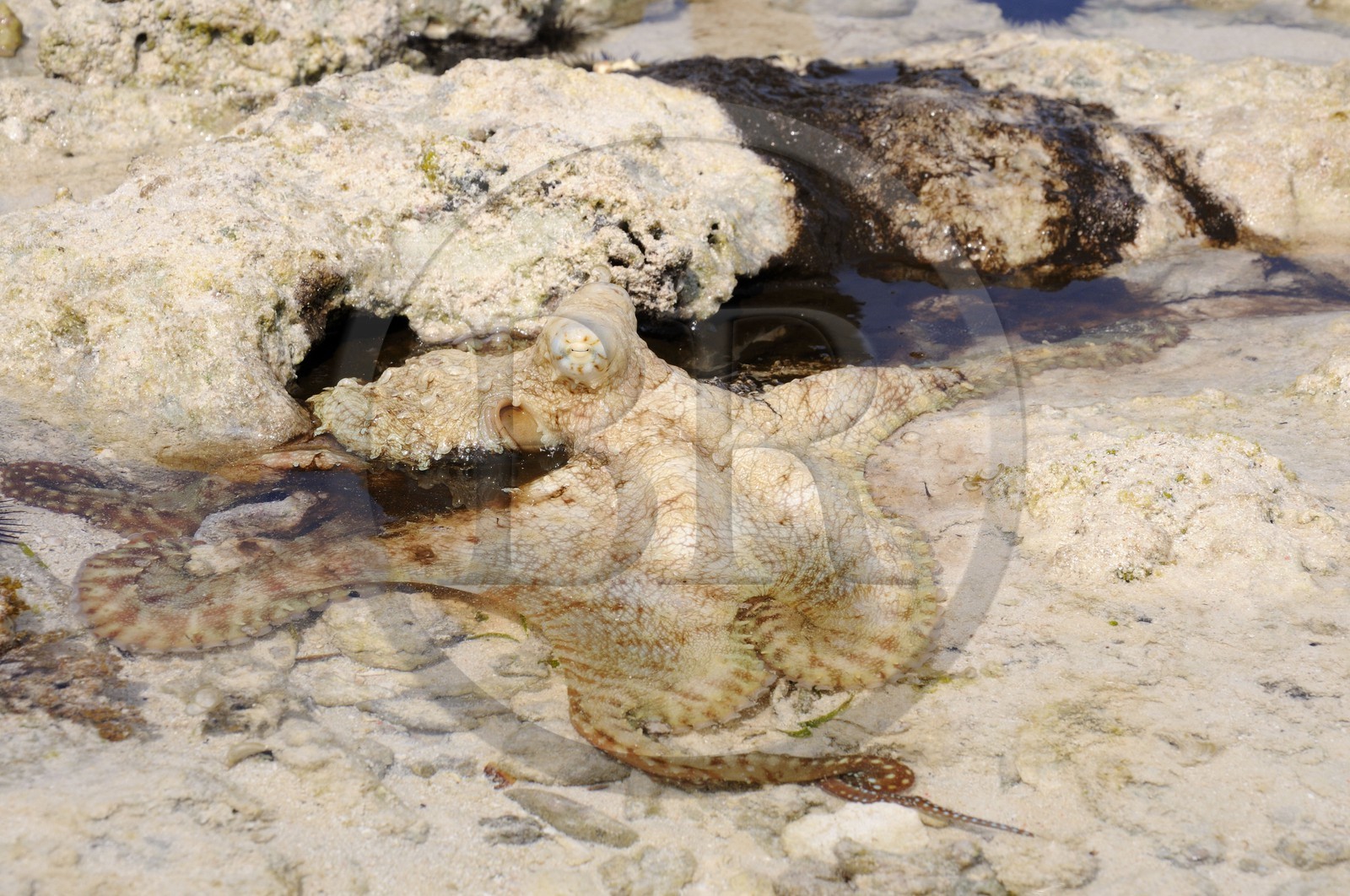 Tanzanie, archipel de Zanzibar, île de Unguja (Zanzibar), côte Sud-Est, Bwejuu, poulpe dans son encre sur le récif coralien à marée basse