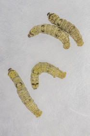 France, Gard (30), Monoblet, l'Atelier Sericyne relance la sériciculture française, élevage de vers à soie et production de soie d'exception et intissée pour la réalisation d'objets de décoration