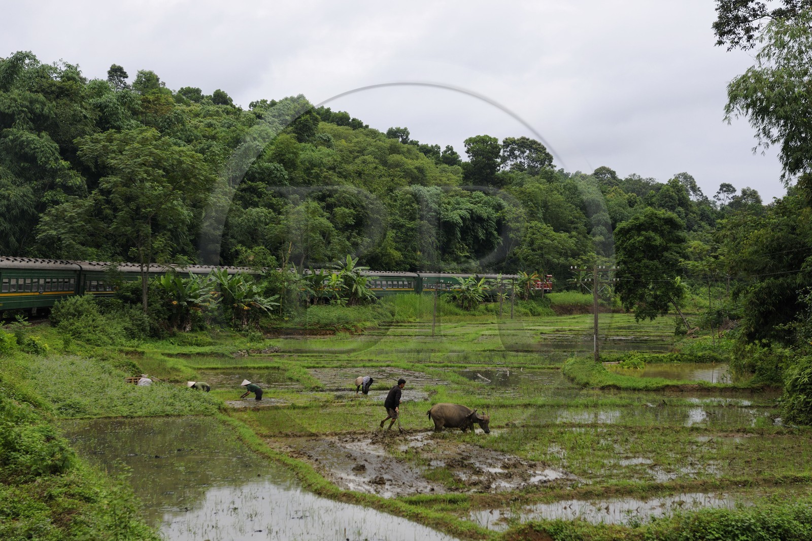 Vietnam, train de jour de Lao Cai à Hanoï