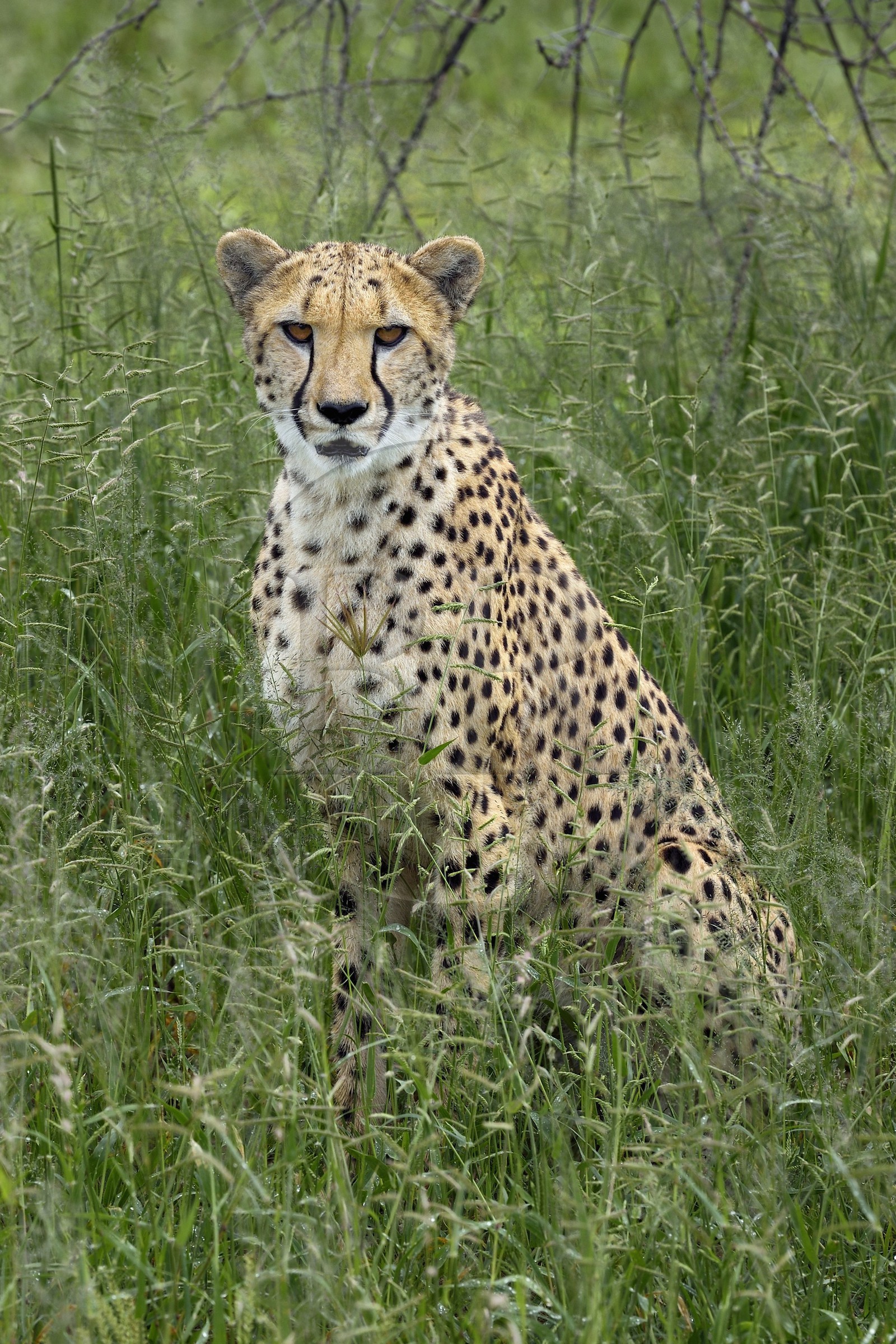 Namibie, Otjiwarongo, Cheetah Conservation Fund, centre de recherche et d'éducation, guépard (Acinonyx jubatus) dans les hautes herbes