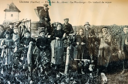 France, Sarthe (72), l' Homme, musée de la vigne, vielle carte postale de vendanges
