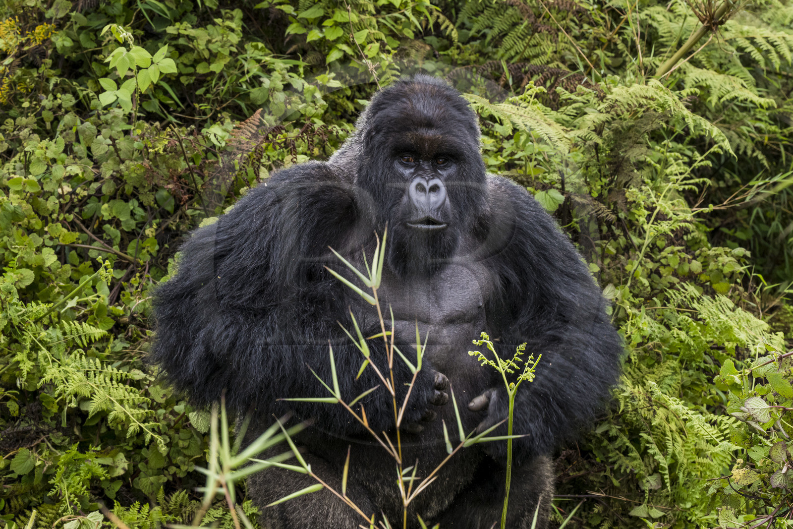 Rwanda, Province du Nord, Parc National des Volcans dans la chaine des Monts Virunga, mont Karisimbi, gorille des montagnes (Gorilla beringei beringei), dos argenté (silverback) nommé Impuzamahanga qui est le male dominant du groupe Susa, il se frappe le torse, battement de poitrine
