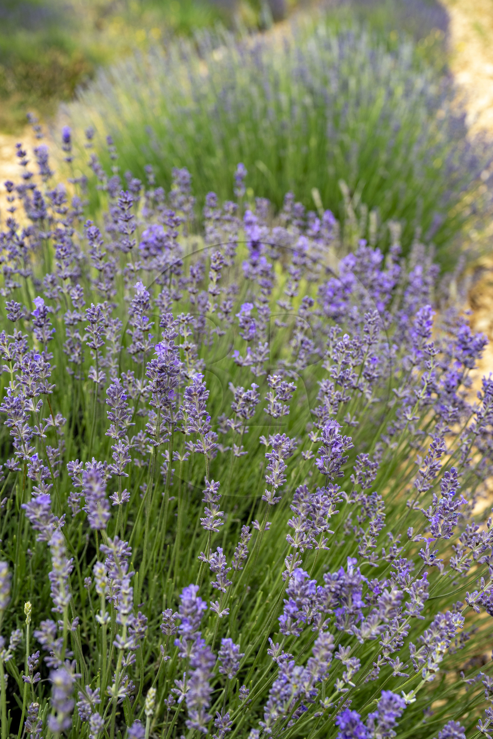 France, Drôme (26), Drome provençale, Pays de Sault, Ferrassières, champ de lavande, il n'y a qu'un brin contrairement au lavandin qui en possède trois