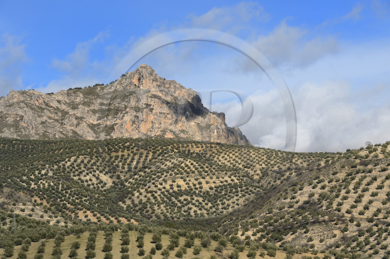 Espagne, Andalousie, province de Jaén, champs d'oliviers au nord de Campillo de Arenas