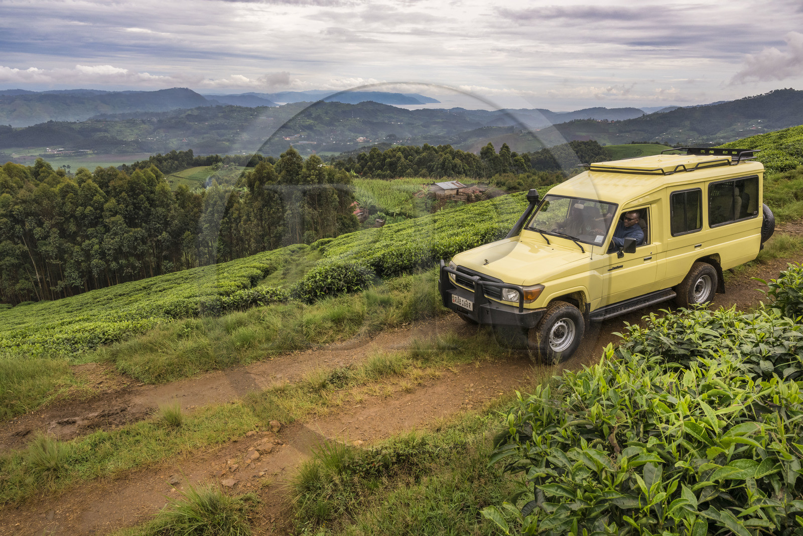 Rwanda, Province de l’Ouest, Gisakura, 4x4 sur une piste traversant une plantation de thé, le lac Kivu et les montagnes de la République démocratique du Congo en arrière plan